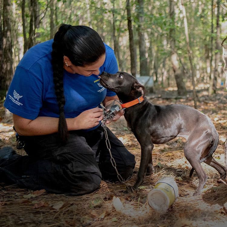 How to Help the Dogs Saved From the Largest Dog-Fighting Ring in South Carolina’s History
