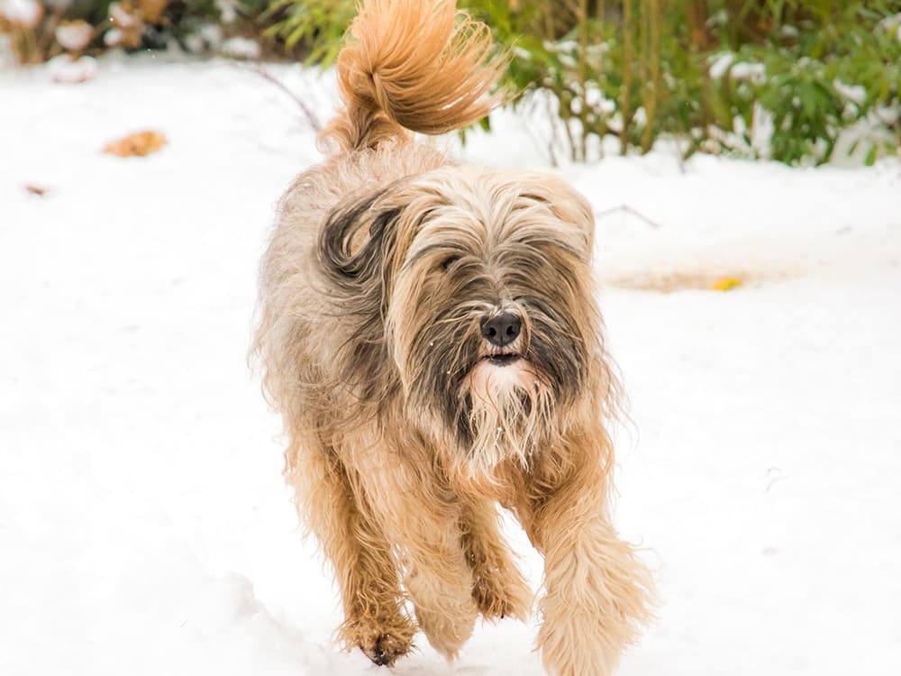 Tibetan Terrier in snow