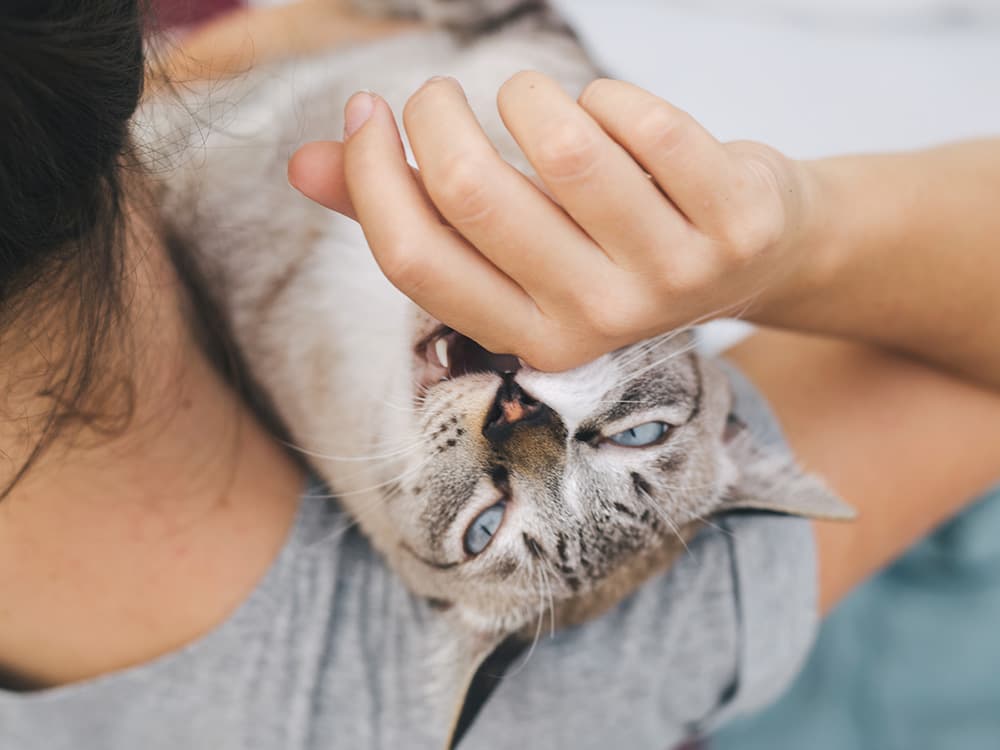 How to Make Your Cat’s Oral Care as Stress-Free as Possible