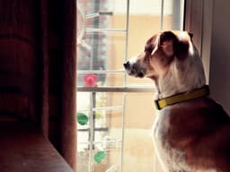 Do Dogs Think About the Past?