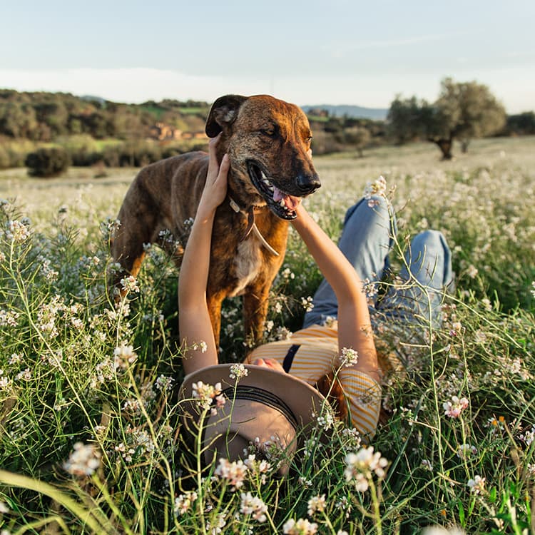 Best Way to Remove a Tick From a Dog