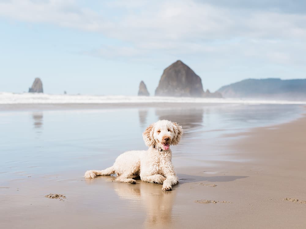 5 Dog-Friendly Oregon Beaches