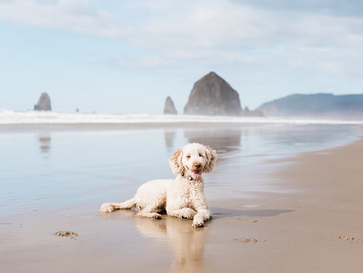 5 Dog-Friendly Oregon Beaches