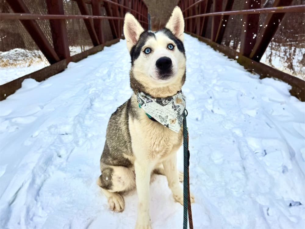 husky on doggy day out trip