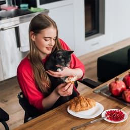 Can Cats Eat Pomegranates?