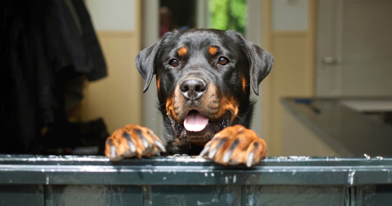 Rottweiler Mixes: What to Know Before You Adopt