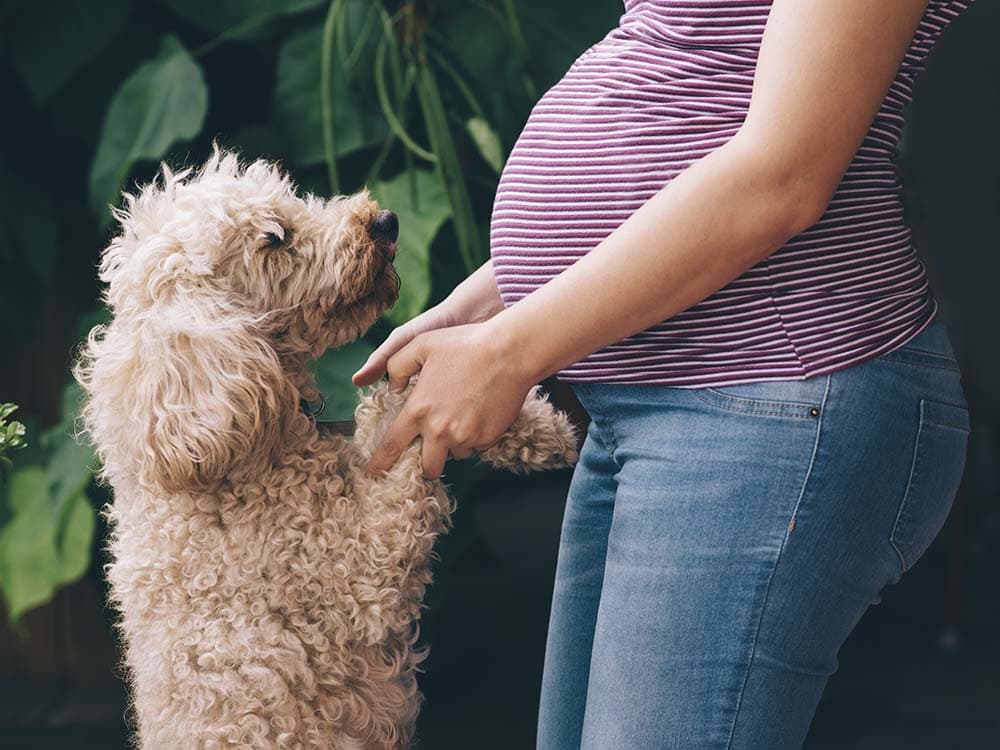 How Dogs React to Pregnant Women
