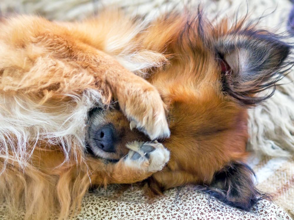 Canine Eye Infections: How to Treat Your Dog’s Eye Infection