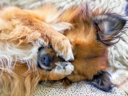 Canine Eye Infections: How to Treat Your Dog’s Eye Infection