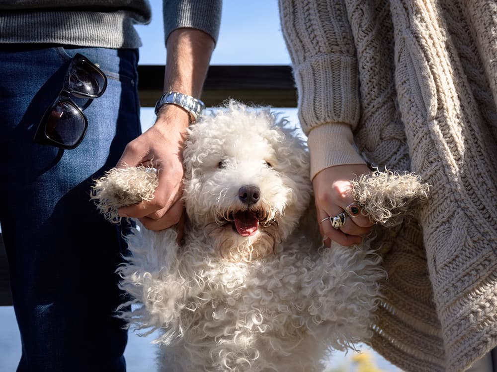 Who Keeps the Dog in a Divorce?