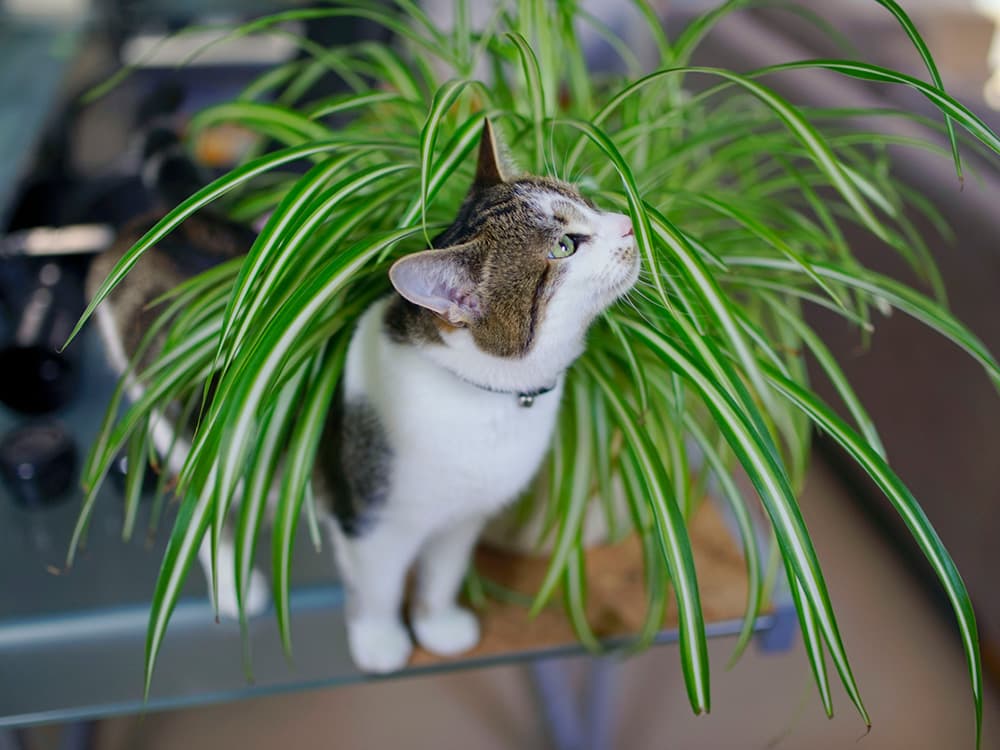 Are Spider Plants Toxic to Cats?