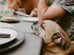 5 Tips for Keeping Your Dog Out of Trouble This Thanksgiving