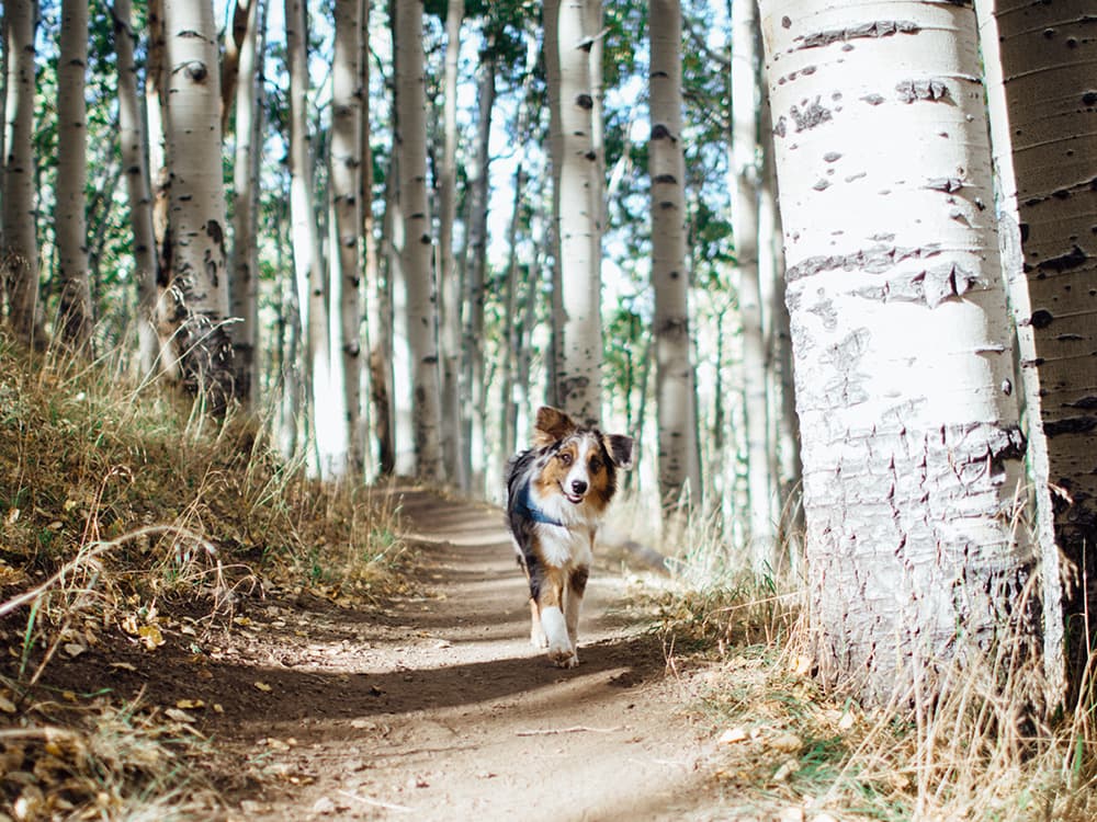 Dog-Friendly Travel Tips for the Southwest
