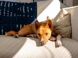 Seizures Are the Stuff of Dog-Parent Nightmares
