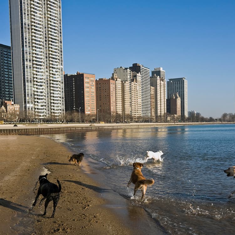 Tracking Down Dog Fun: Chicago
