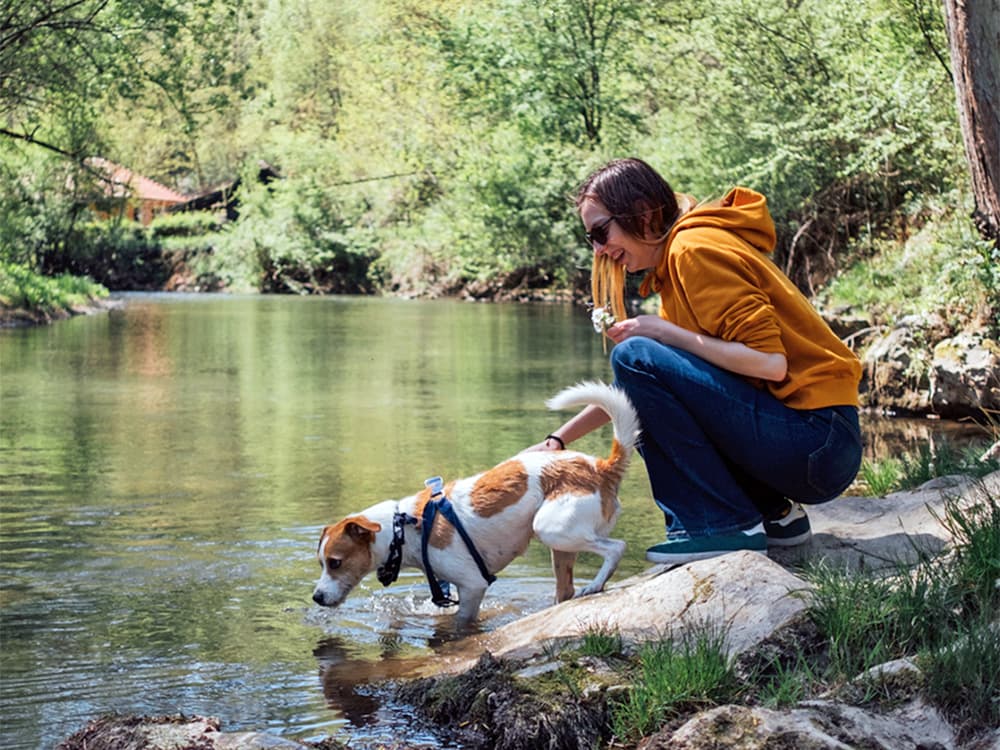 A Parasite That Can Be Deadly for Dogs Has Been Found in California