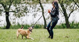 Does Your Dog Have Too Much Energy?