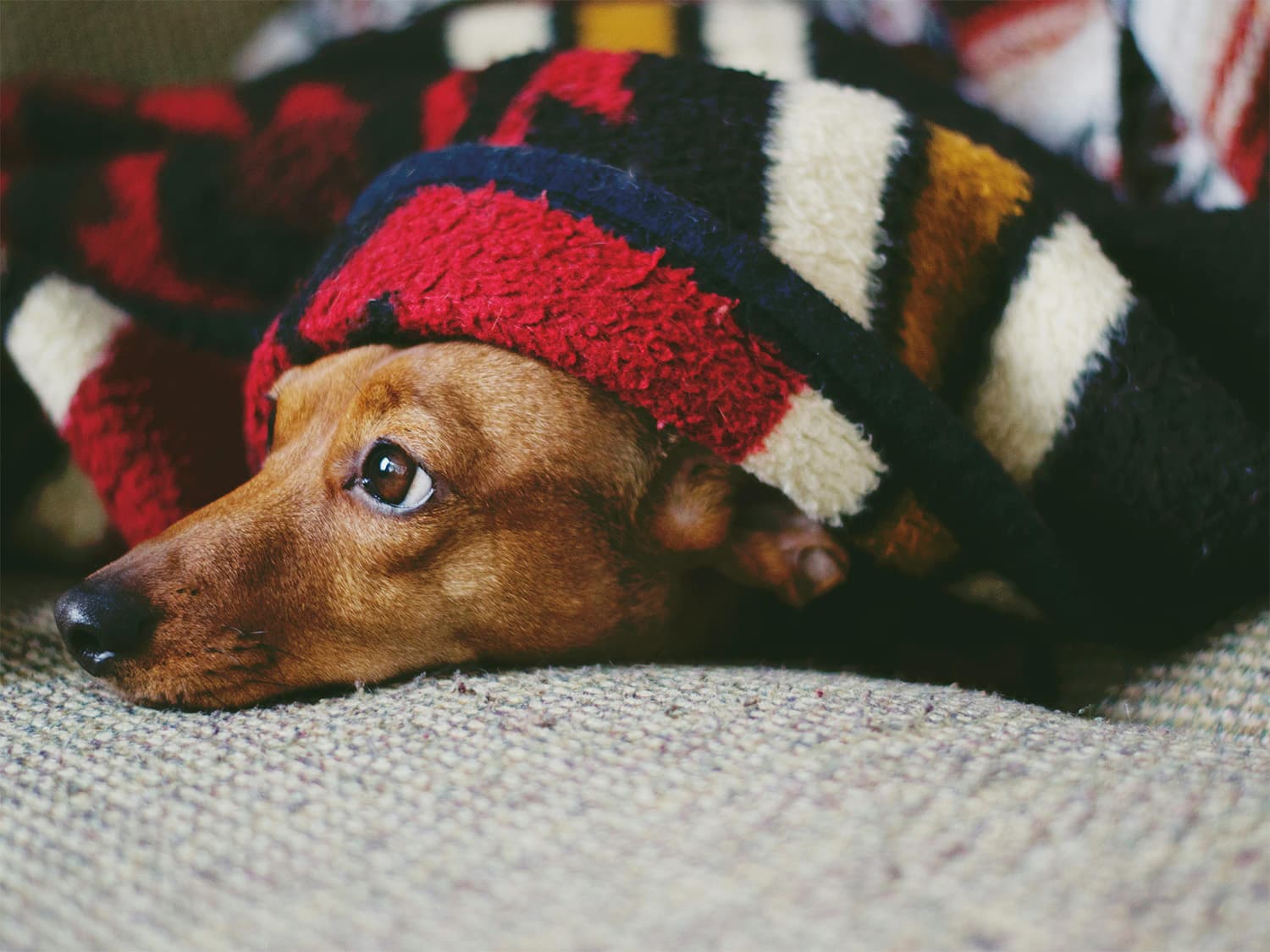 dog not feeling well
