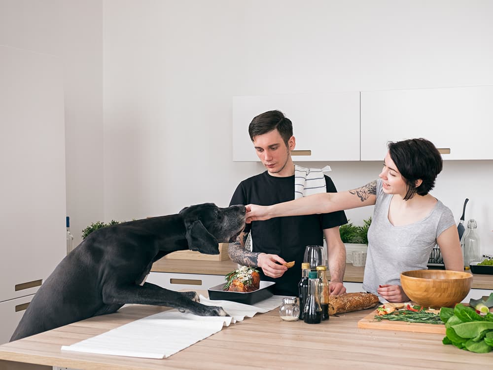 Is Cooking Your Dog’s Food Worth it?