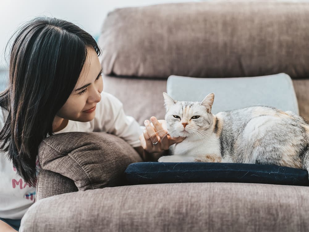 6 Surprising Signs of Arthritis in Cats