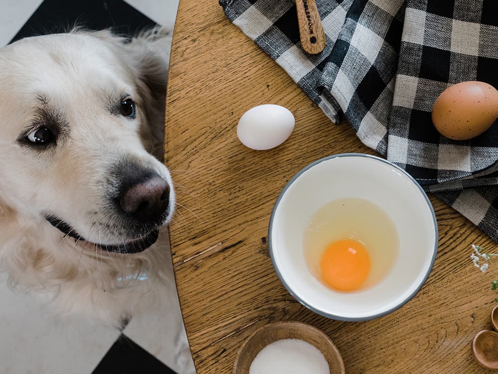 Can Dogs Eat Eggs?