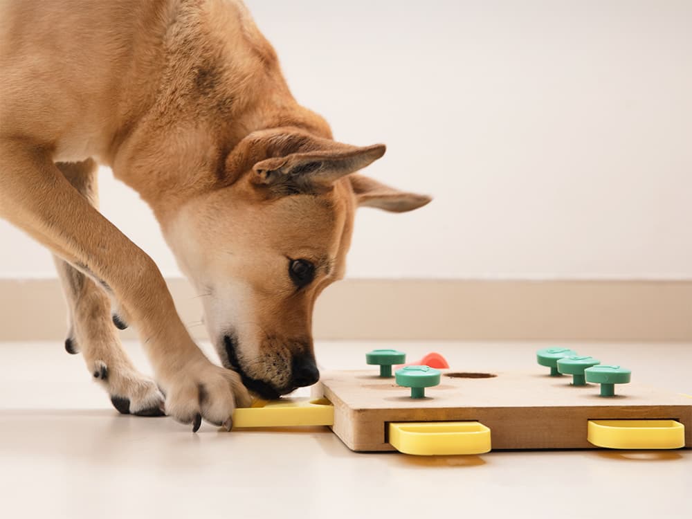 Let’s Talk Interactive Dog Toys