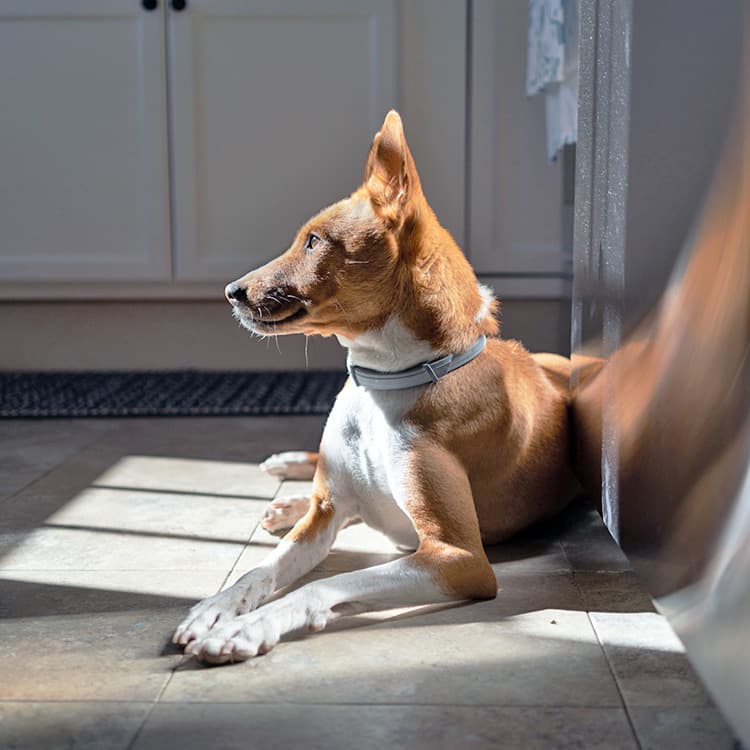 10 Most Common Reasons Your Dog Is Staring at the Wall