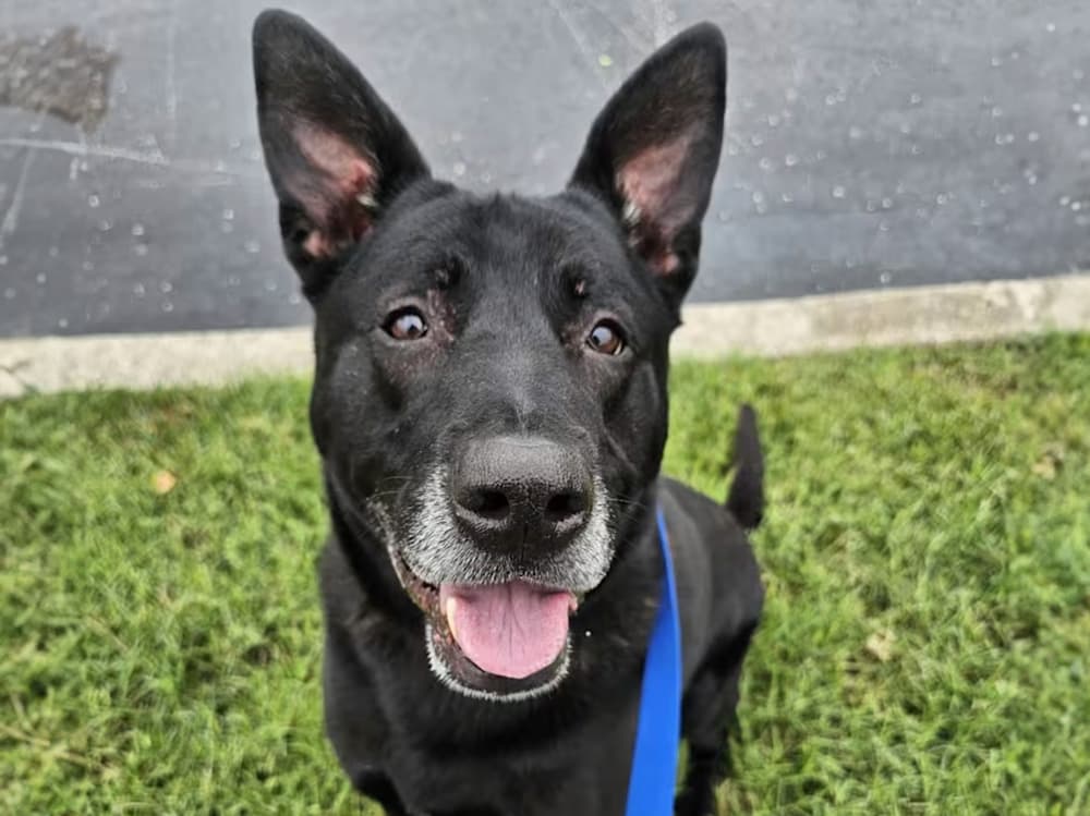 adoptable dog