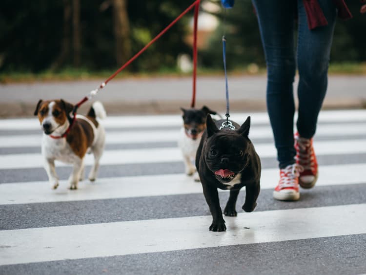 How to Prepare Your Dog For Daycare and Dog Walkers