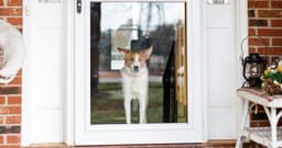 Why Do Dogs Try to Run Away?