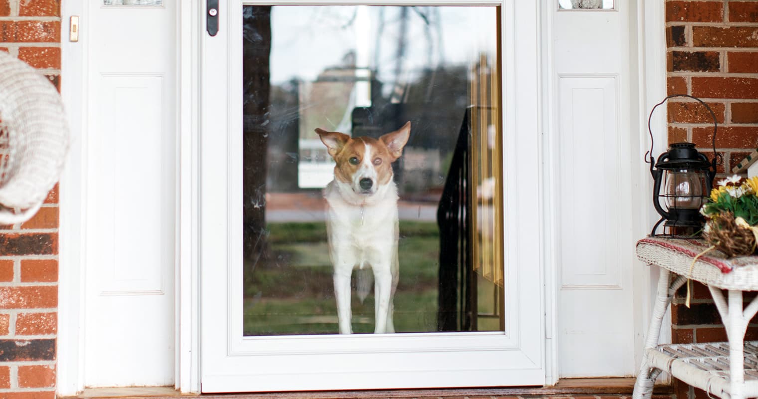 Why Do Dogs Try to Run Away?