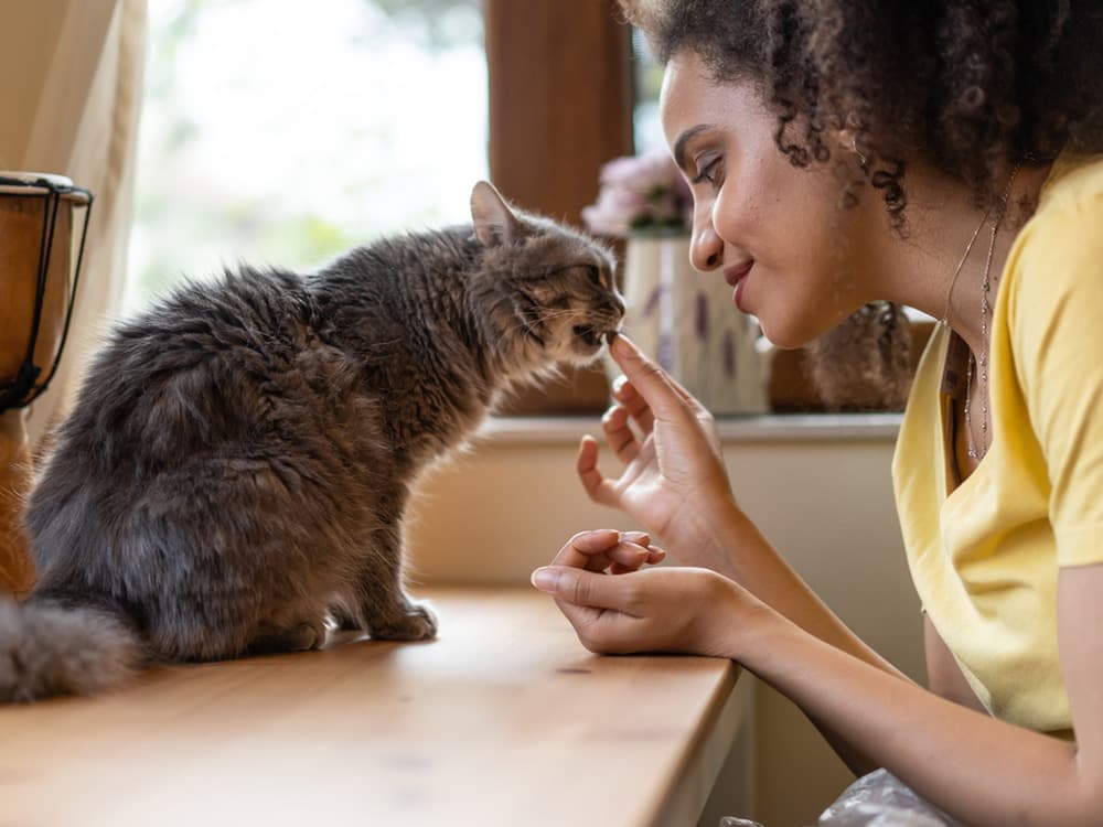 How Many Treats Is Too Many For Your Cat?