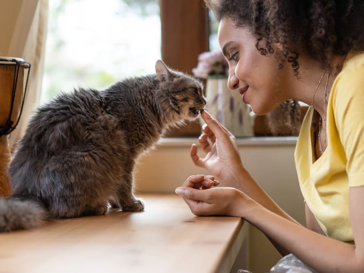 How Many Treats Is Too Many For Your Cat?