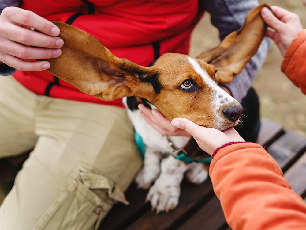 A Pain in the Ear: What to Know About Dog Ear Infections