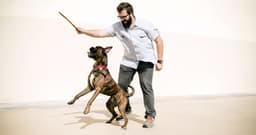 The Boxer Adoption Guide: Is This Breed Right for You?