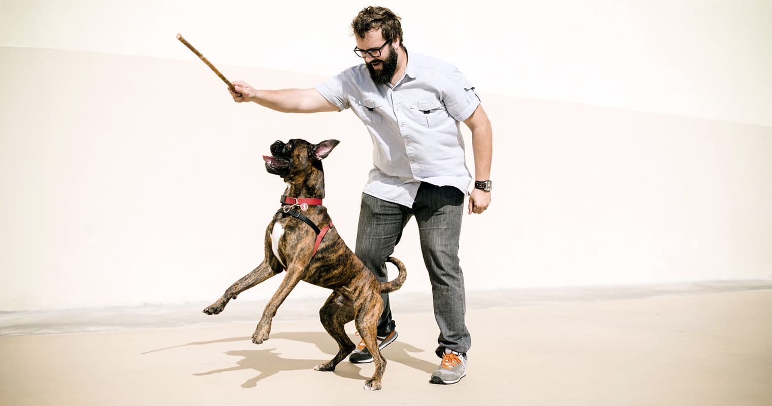 The Boxer Adoption Guide: Is This Breed Right for You?