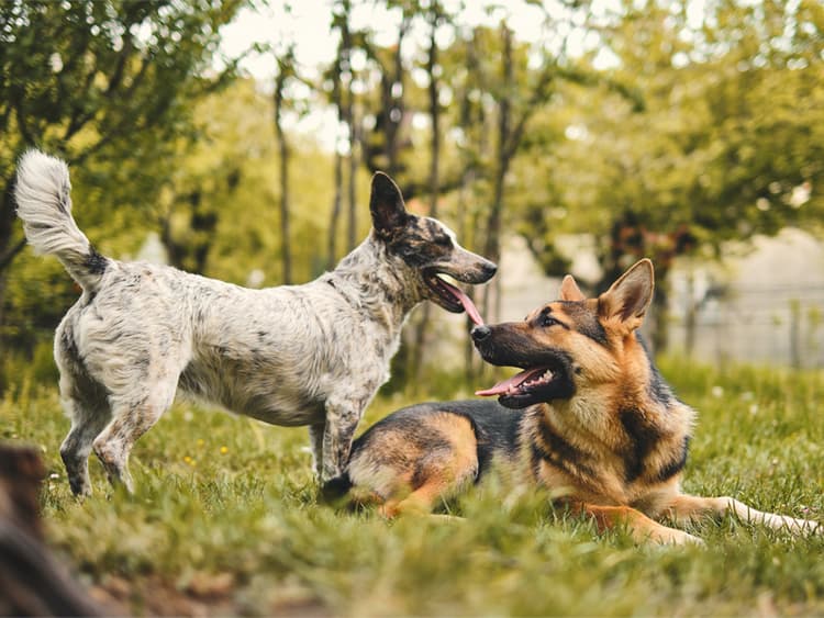 Your Dog is Smarter Than You Think