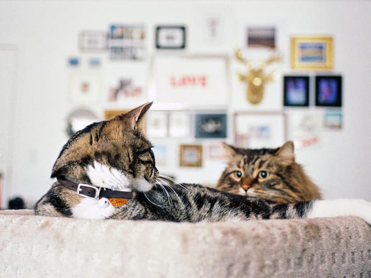Despite Their Mariah Carey Attitudes, Cats Know Each Other’s Names