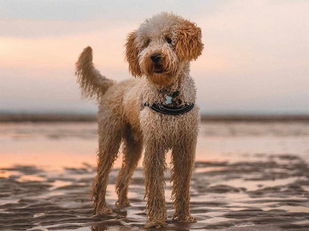 doodle dog on beach
