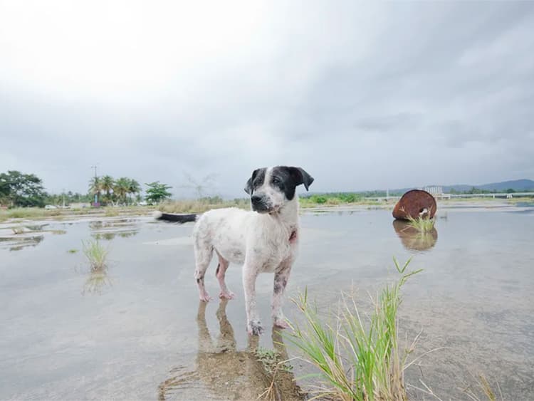 How Sophie Gamand Showcases the Gentle Souls of Misunderstood Dogs