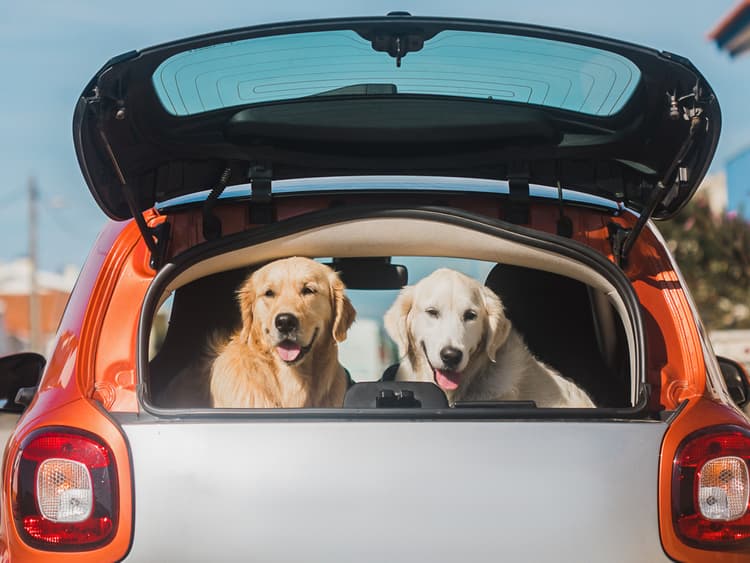 Follow These Road Trip Tips for Wanderlusting Pet Parents