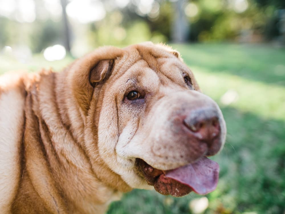 Lipomas in Dogs: Causes, Symptoms and Treatment of Fatty Tumors