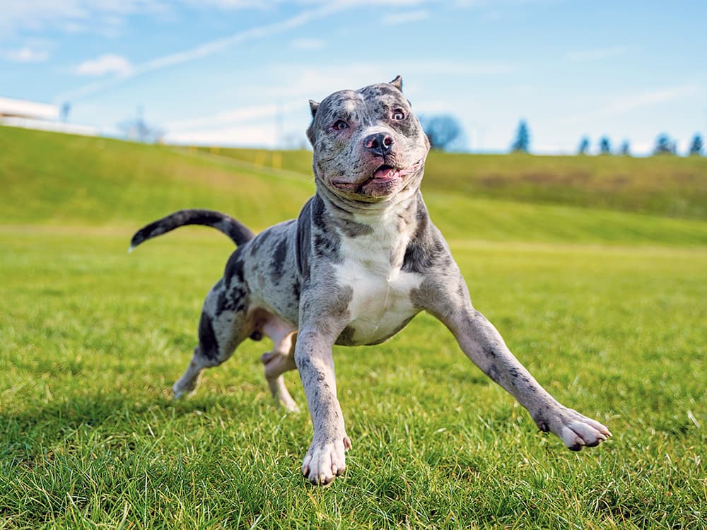 merle pit bull dog running in park