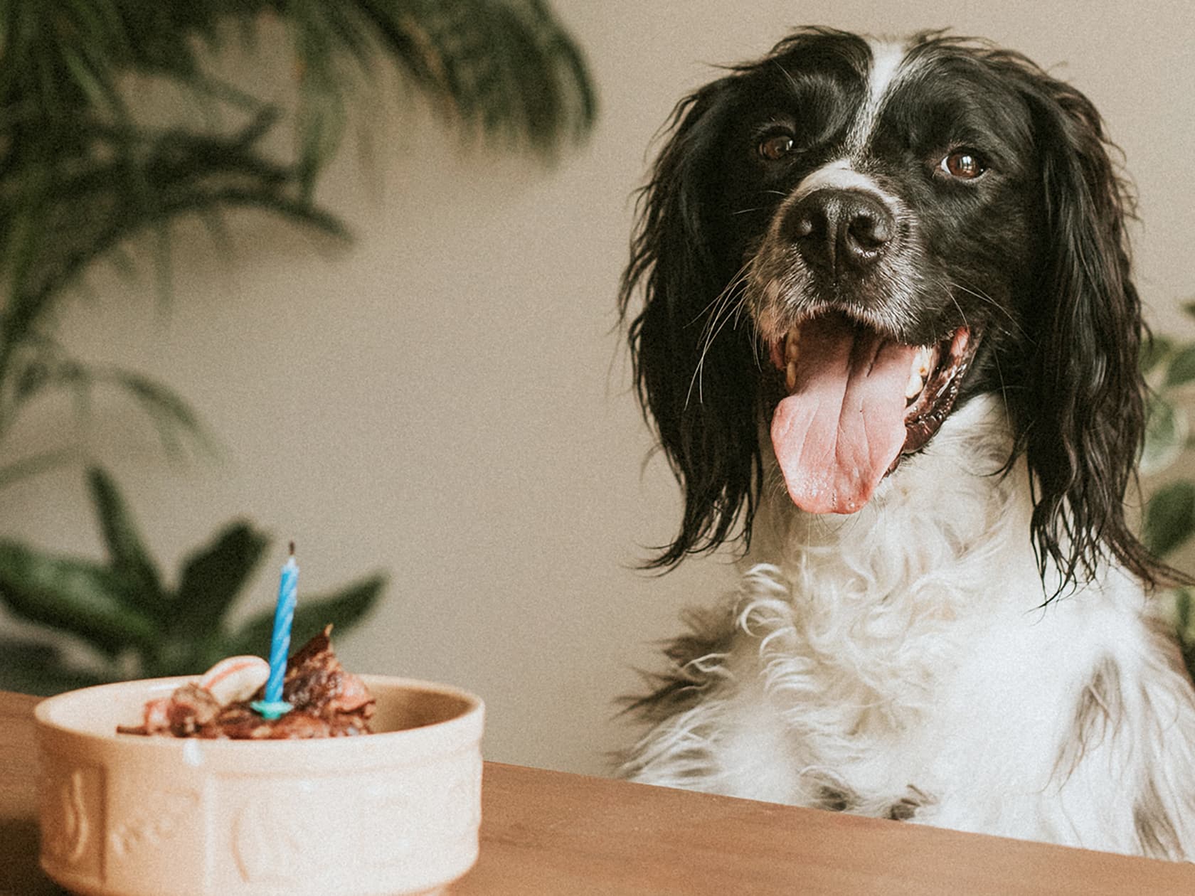 10 Fun Ways to Celebrate Your Dog’s Gotcha Day