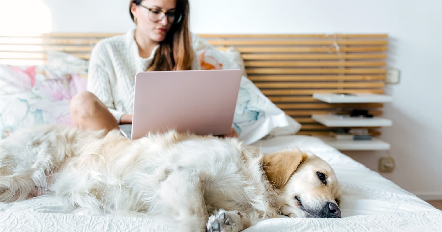 How Long Does the Humane Society Keep Labrador Retrievers?