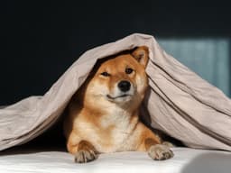 Why Do Dogs Burrow Under the Covers?
