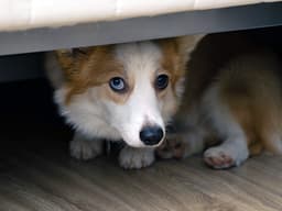 10 Products That Will Relieve Your Dog’s Fireworks Anxiety
