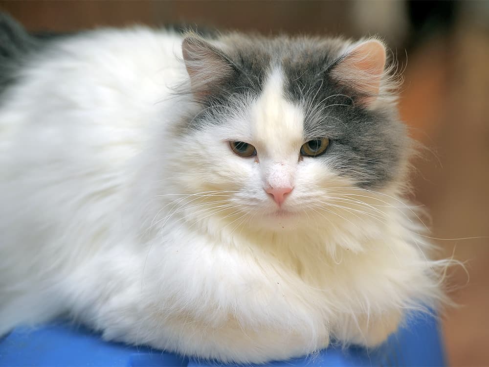 Turkish van cat being a loaf