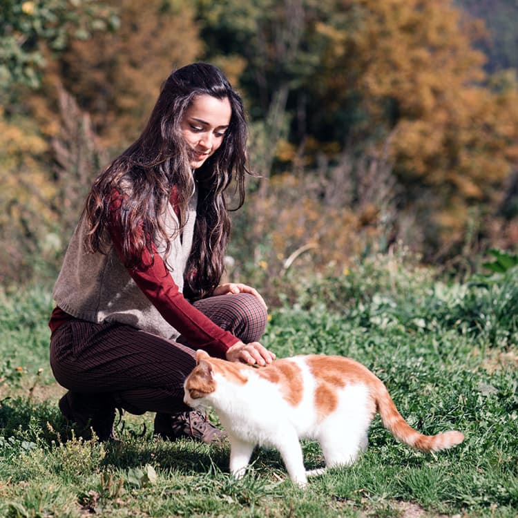 Stray Cats: What to Do If You Find a Stray Cat
