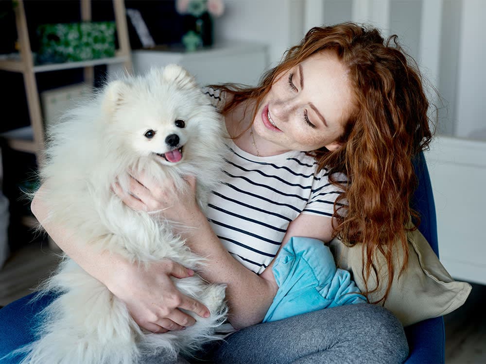 fluffy pomeranian